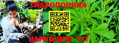 крисы Малгобек